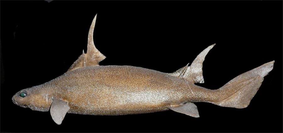 CREATURE FEATURE: ROUGHSHARKS