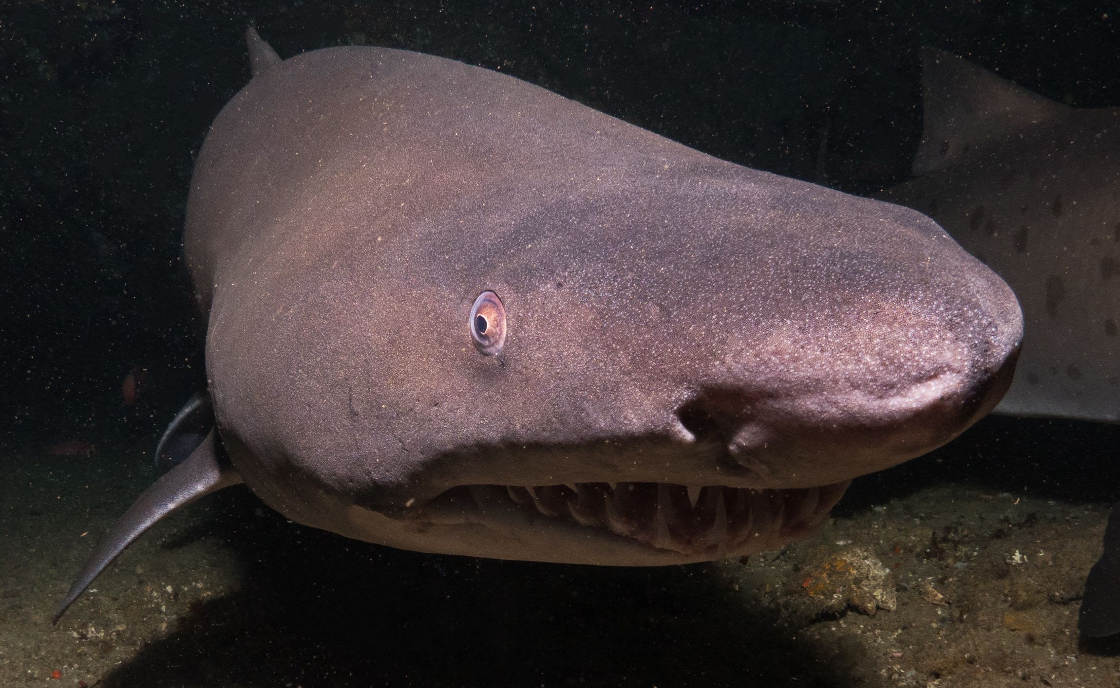Shark Trust in South Africa