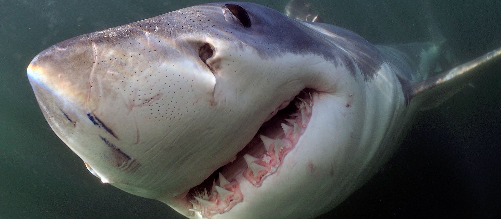 Shark Anatomy