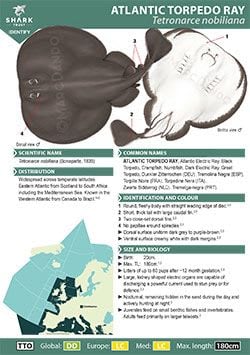 Atlantic Torpedo Ray ID Guide (pdf)