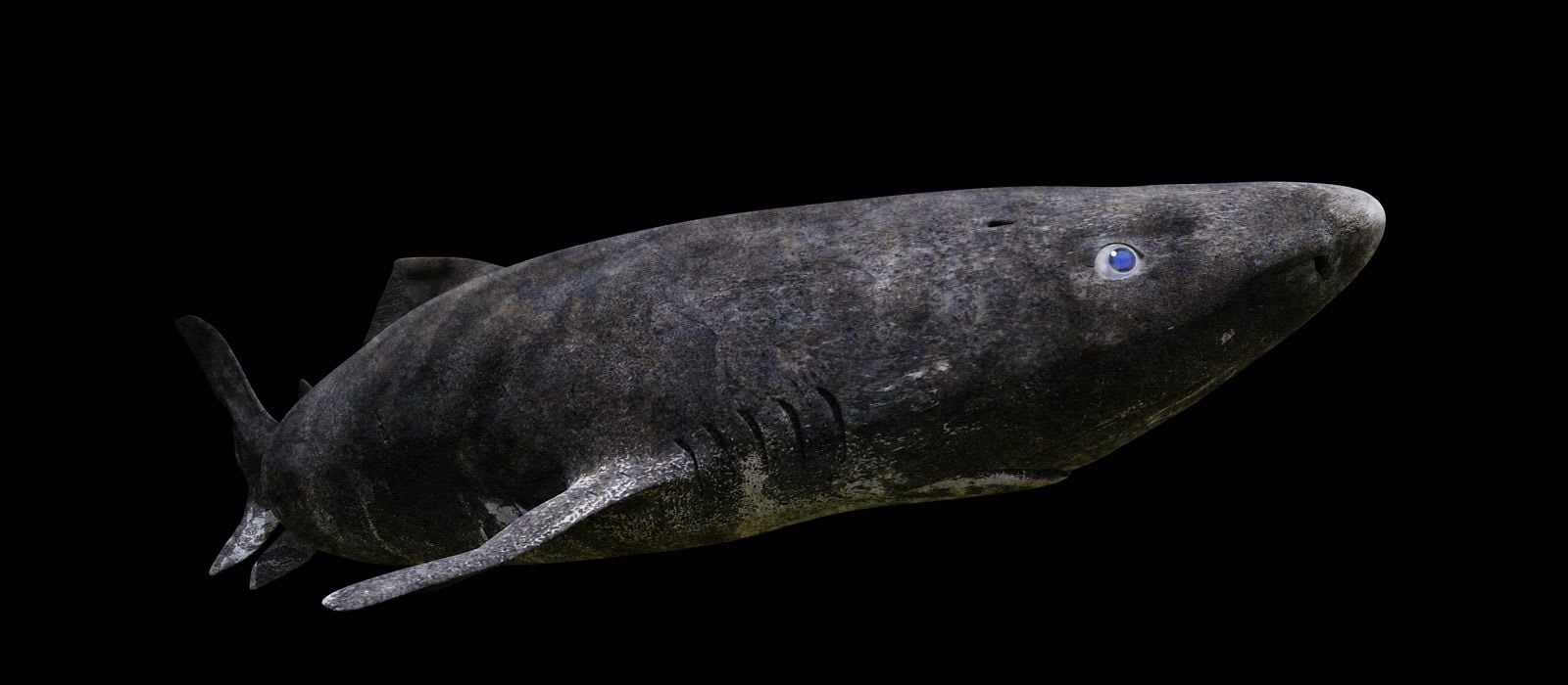 CREATURE FEATURE: Greenland Shark