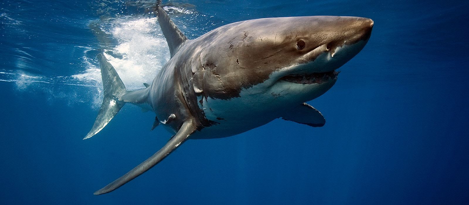 Adopt a Great White Shark