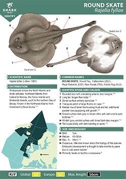 Round Skate ID Guide (pdf)