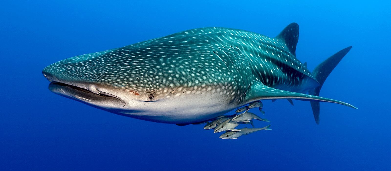 Adopt a Whale Shark