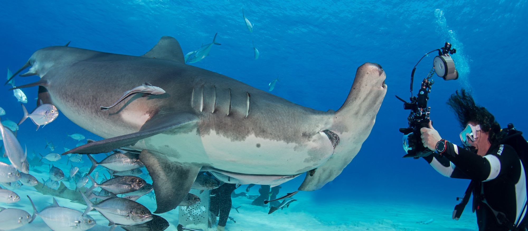 Experience Sharks