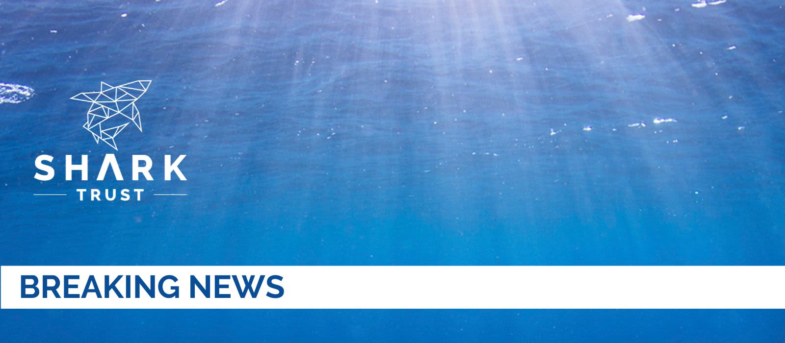 Shark Conservation Advances at International Atlantic Tuna Conference
