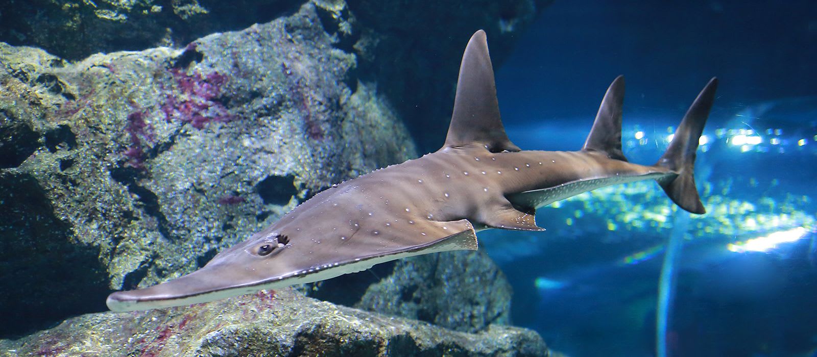 The Blowfish on Guitarfish