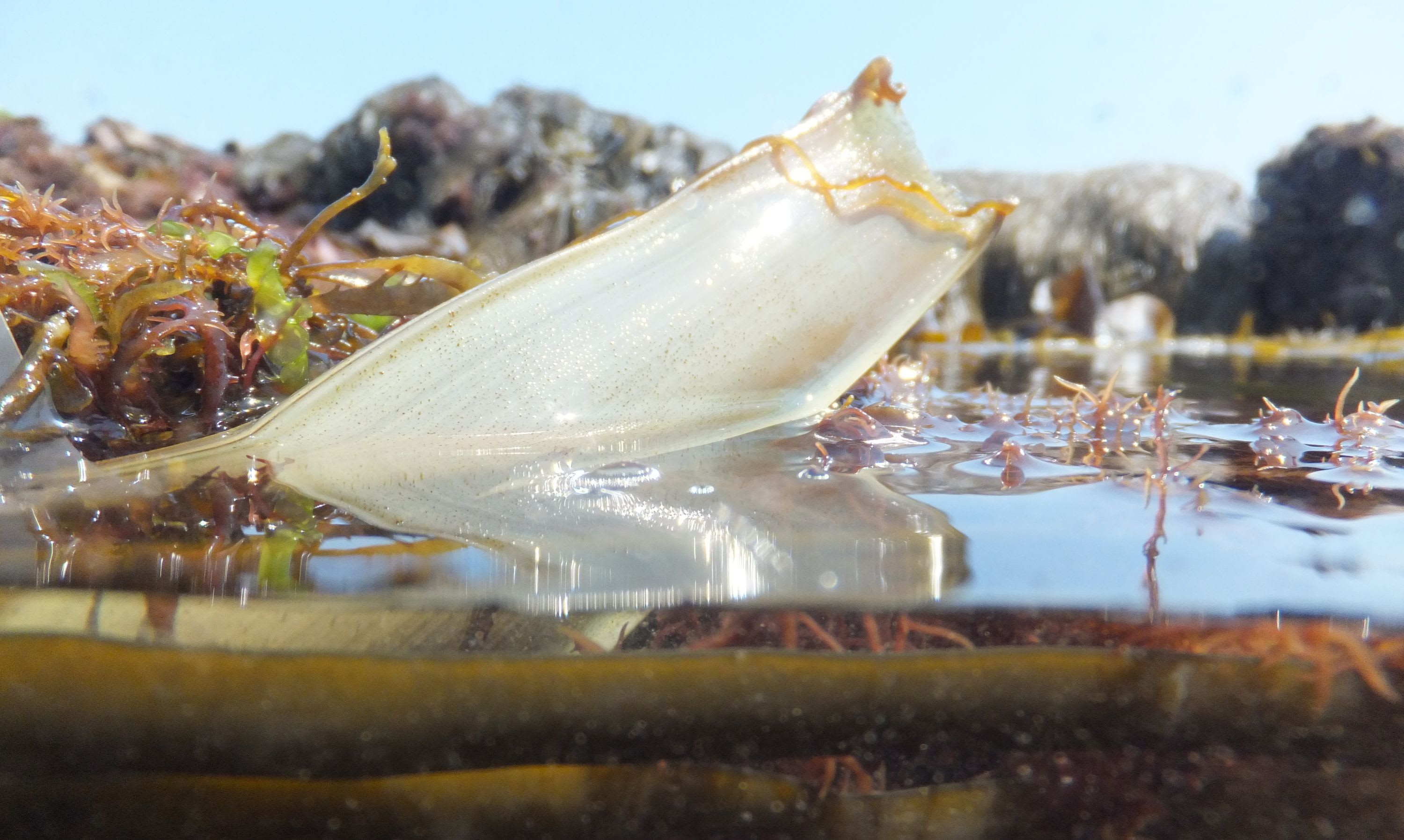 Shark Trust and BSAC partner to improve knowledge on egg-laying sharks and skate