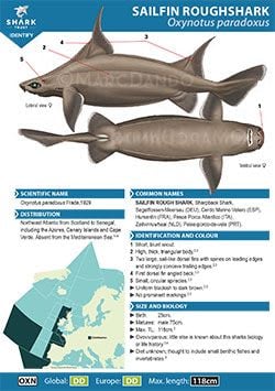 Sailfin Roughshark ID Guide (pdf)