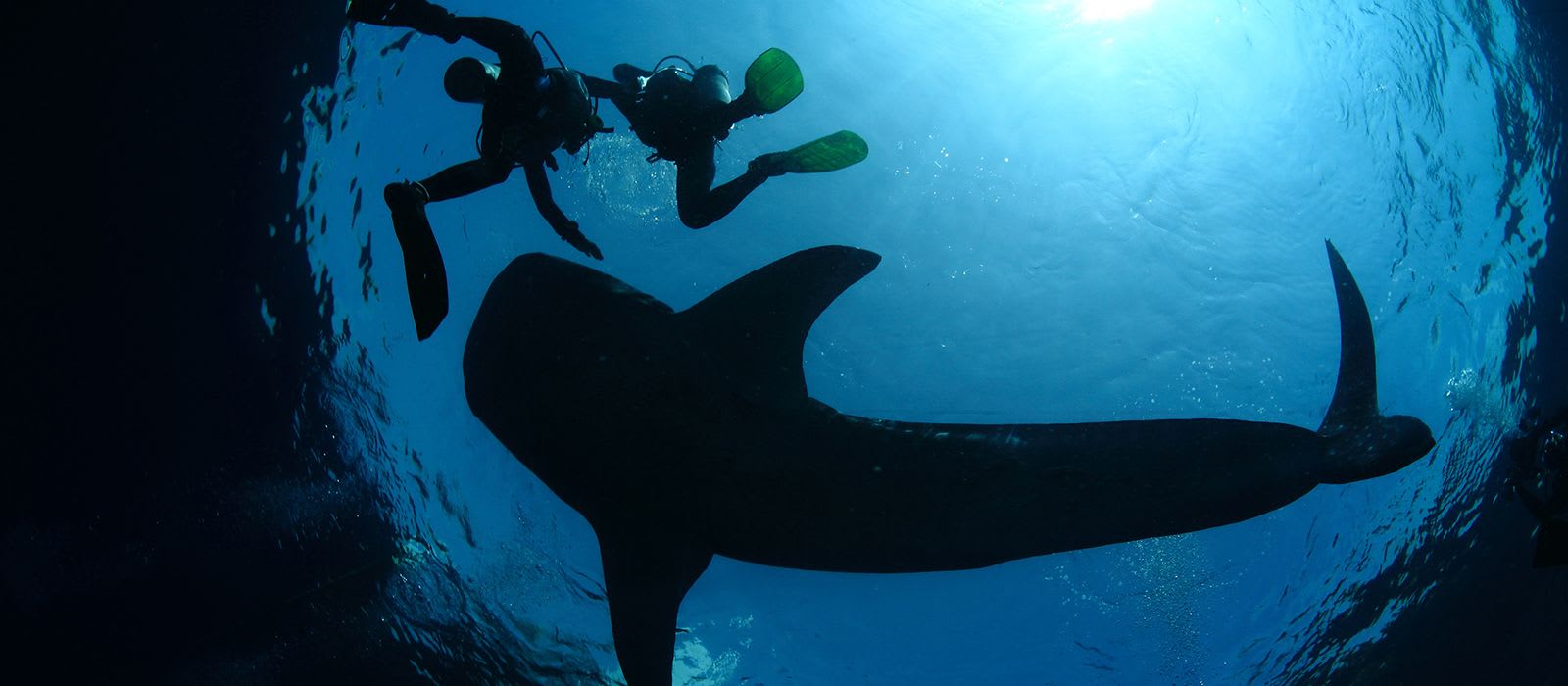 Shark Awareness Day