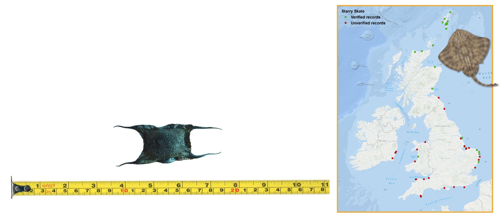 Starry Skate Eggcase & Map