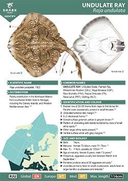 Undulate Ray ID Guide (pdf)
