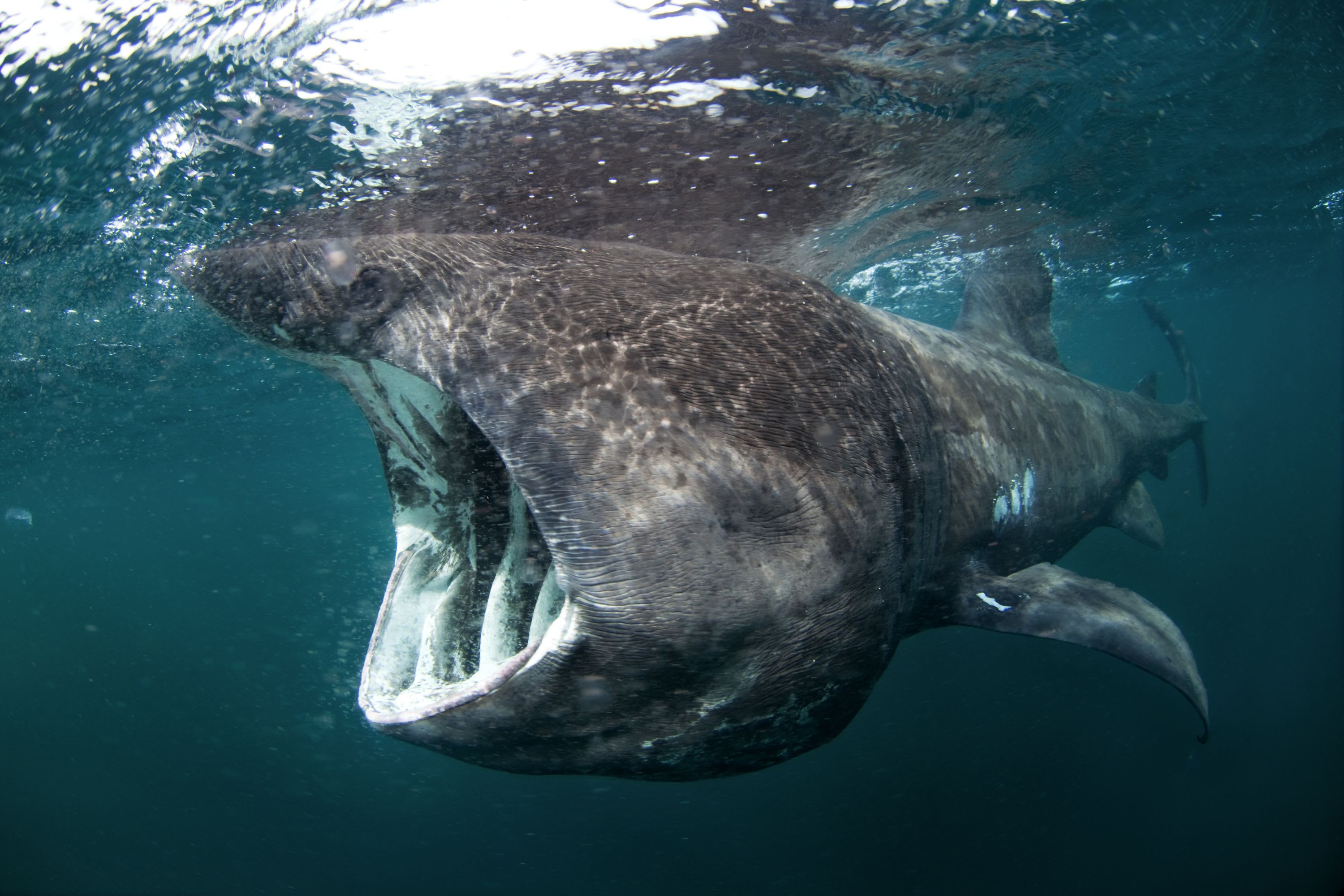 CREATURE FEATURE: BASKING SHARK