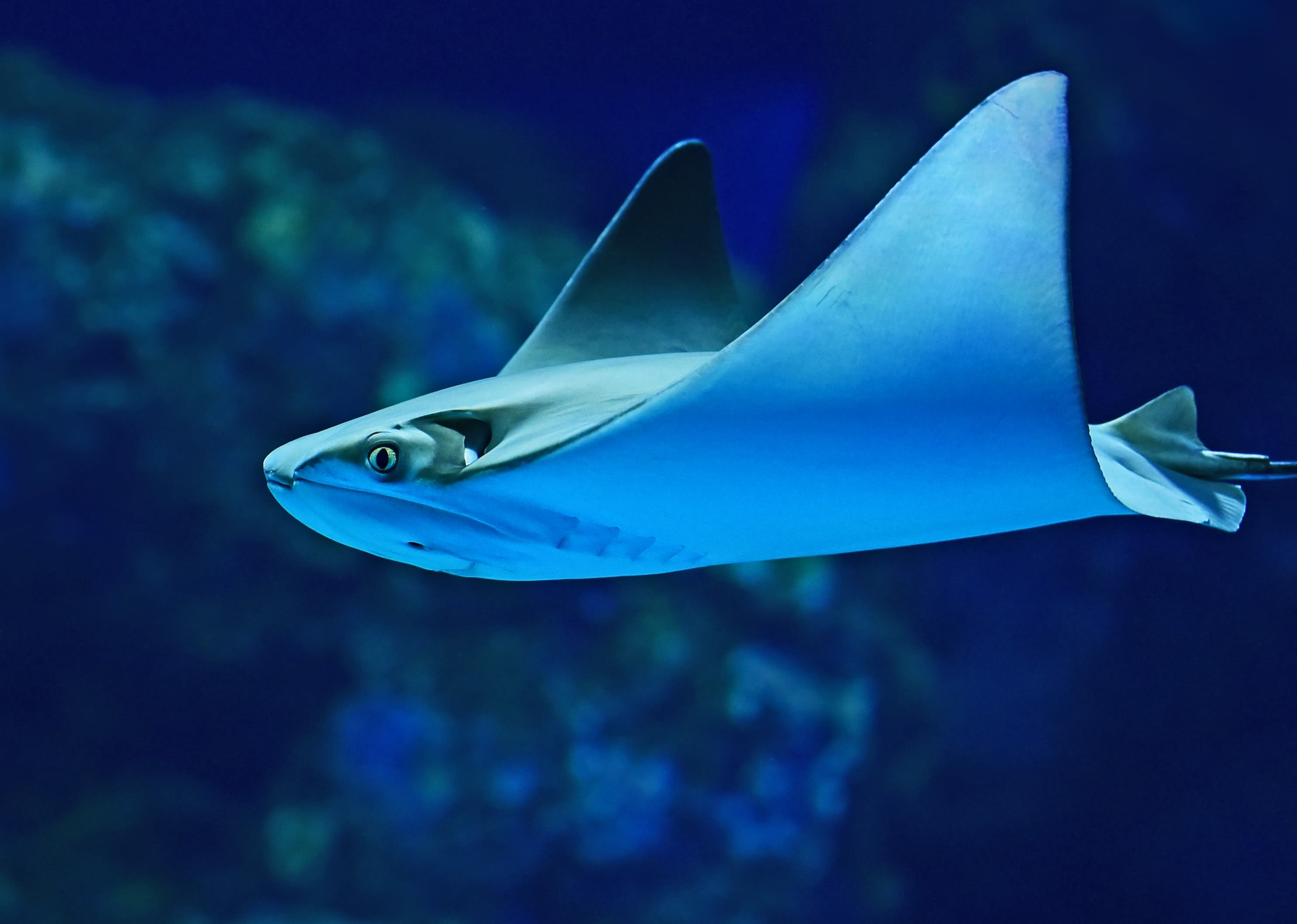 CREATURE FEATURE: COWNOSE RAY