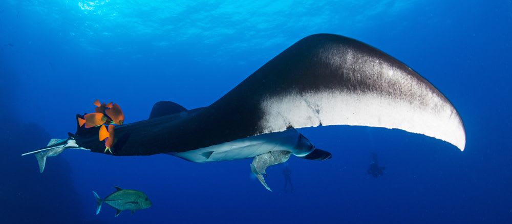 Speaking Up For The Ocean Toolkit