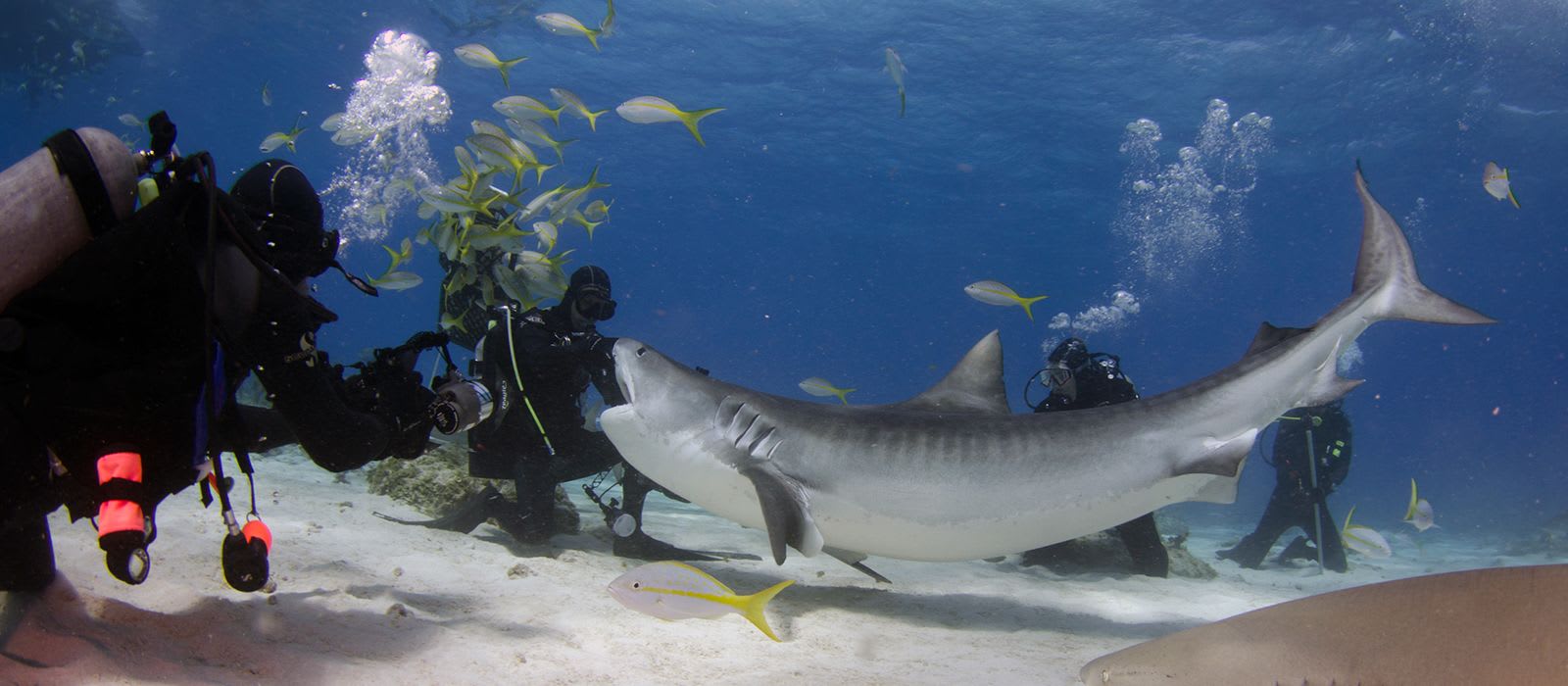 Shark Feeding Dives
