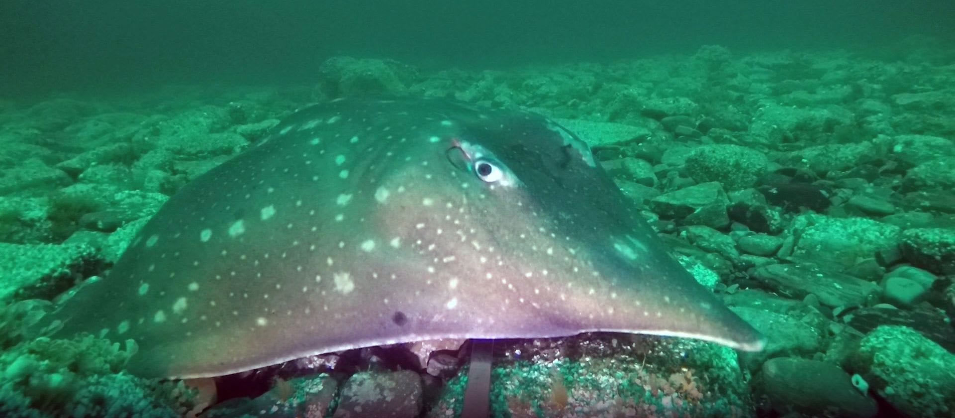CREATURE FEATURE: Common Skate