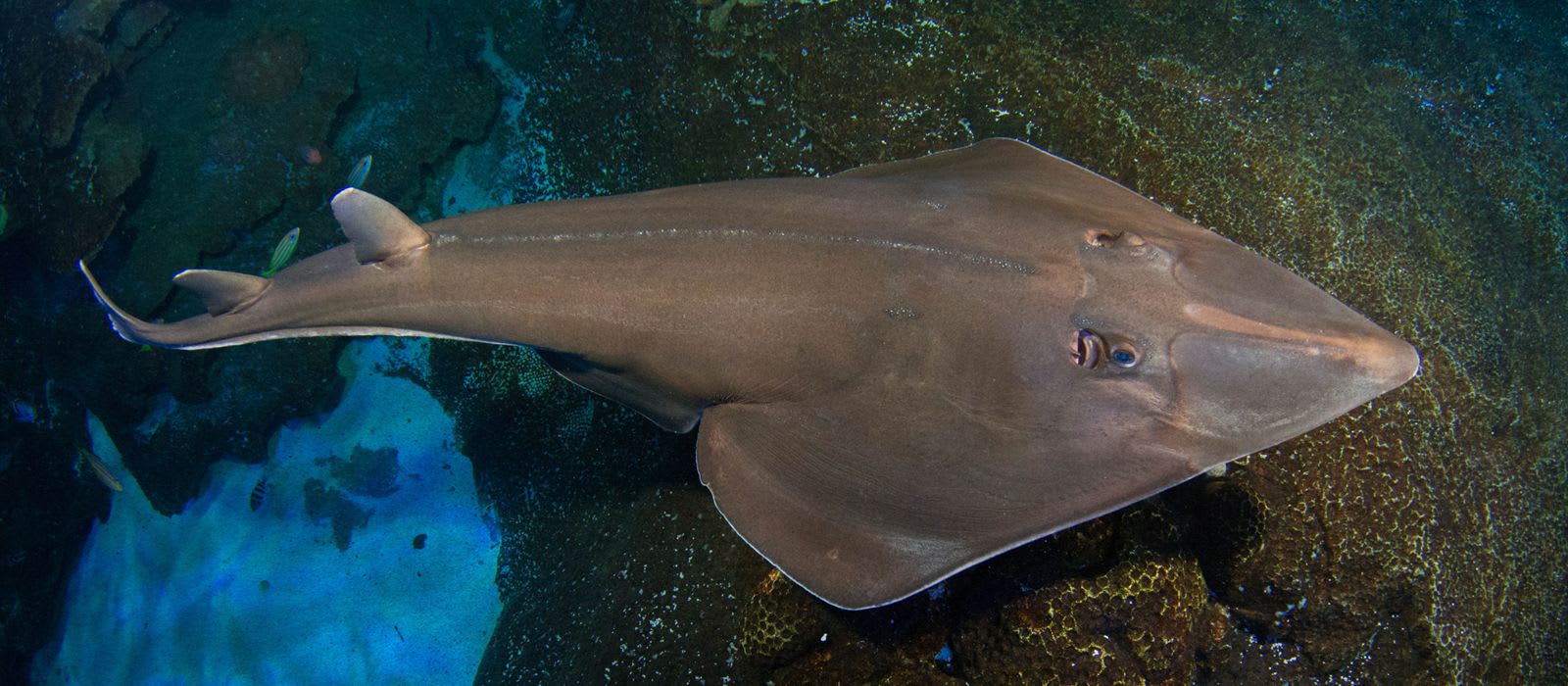 Guitarfish