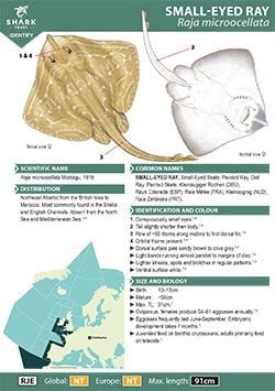 Small-eyed Ray ID Guide (pdf)