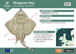 Shagreen Ray Pocket Guide (pdf)