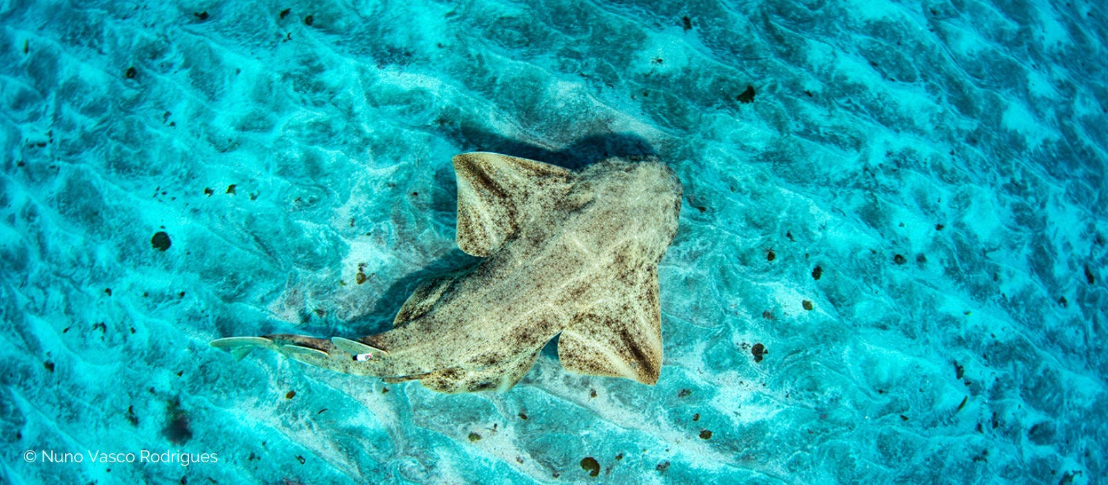 CREATURE FEATURE: Angel Sharks