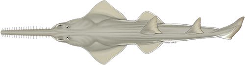 Dwarf Sawfish Illustration © Marc Dando.