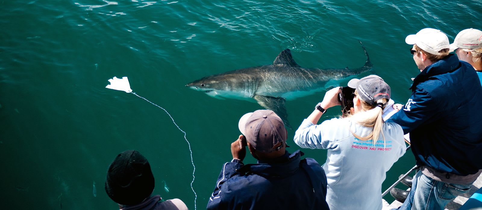 White Shark Watching © Ben Arthur