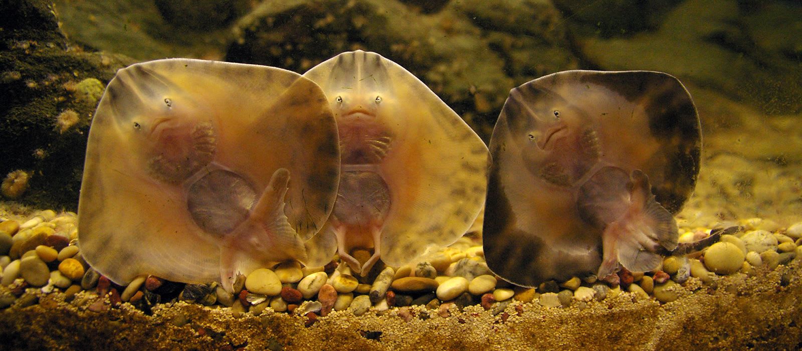 Skates & Rays