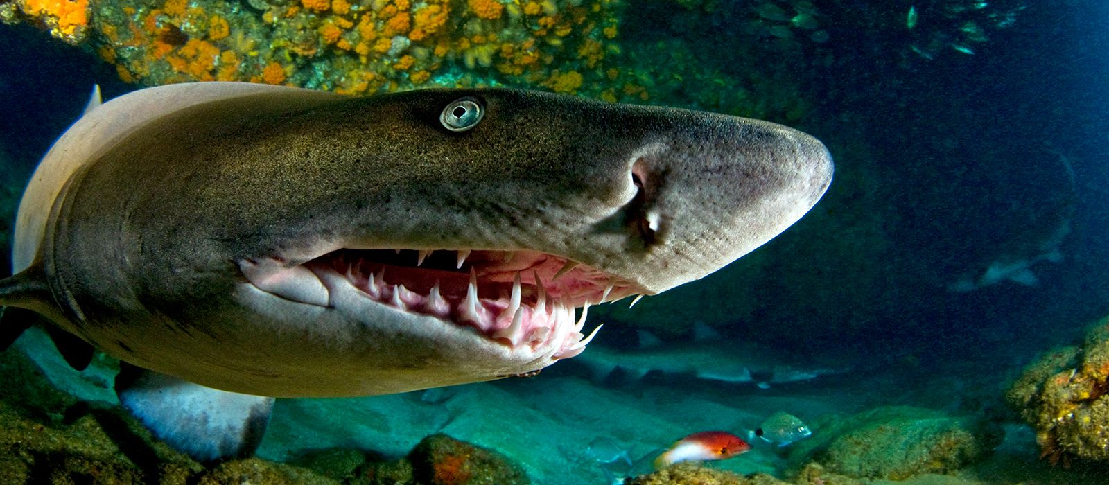 Shark Reproduction