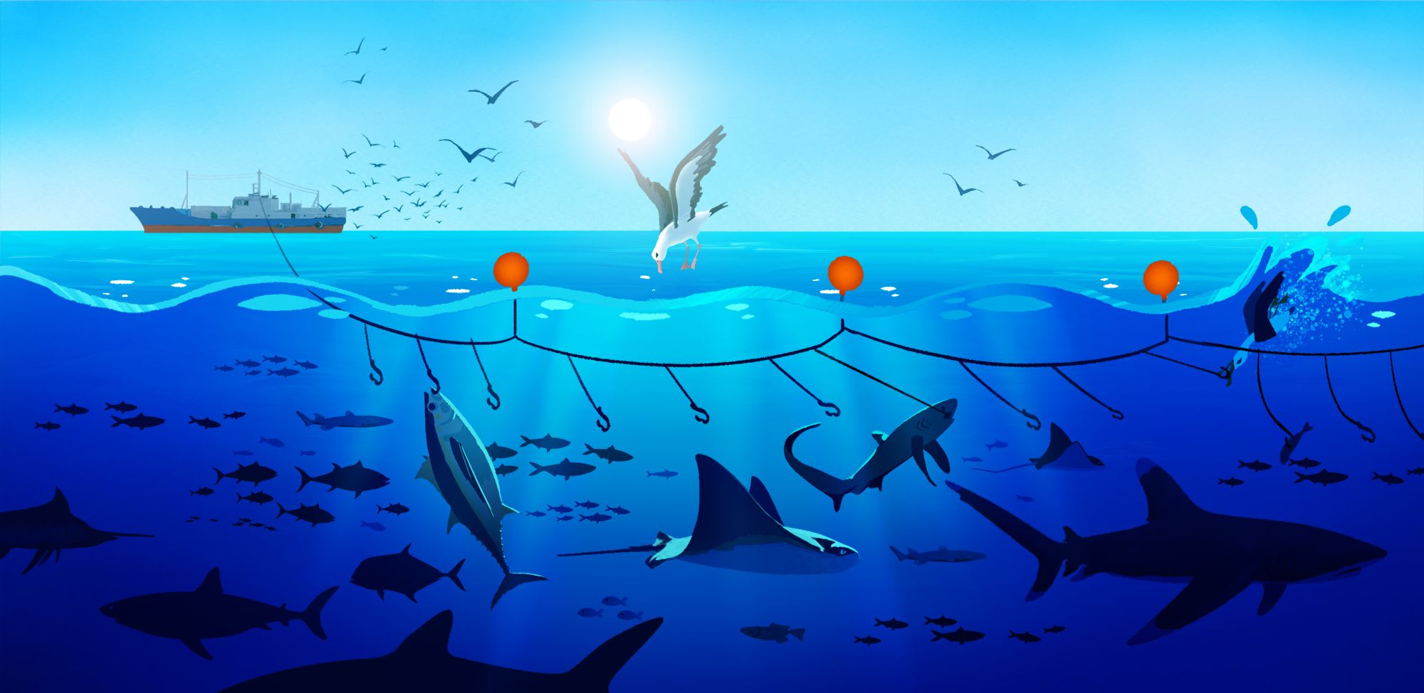 High Seas Fisheries Management
