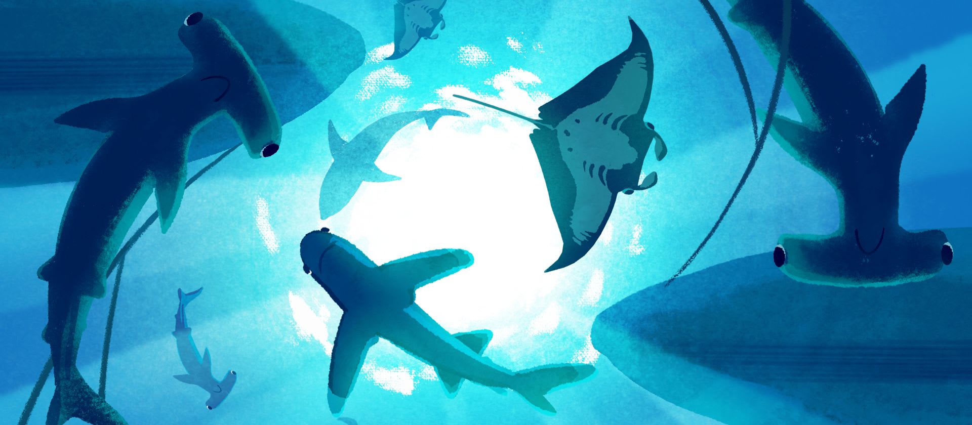 Adopt A Shark