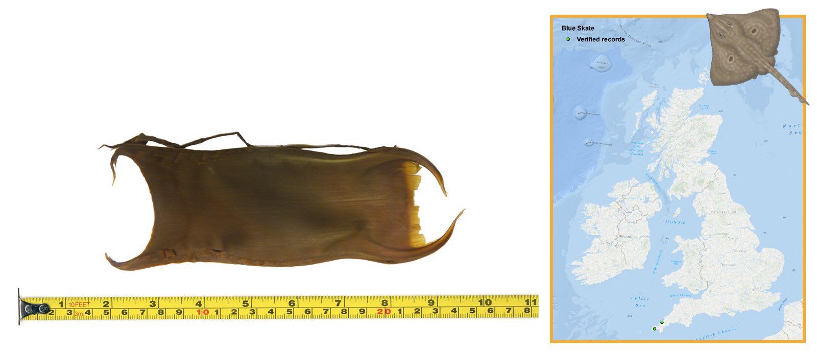 Blue Skate Eggcase & Map