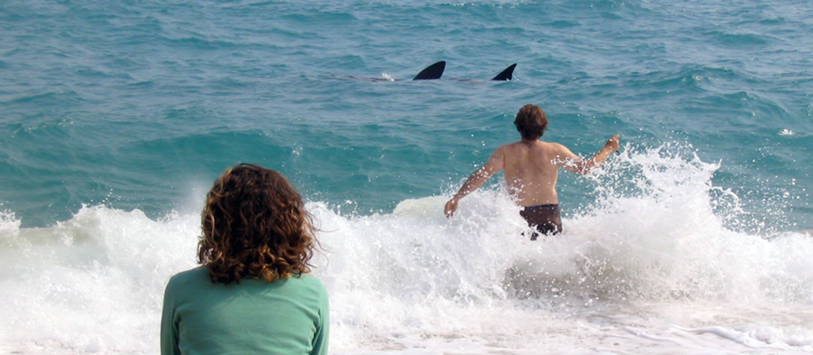 Basking Sharks - Get Involved and Resources