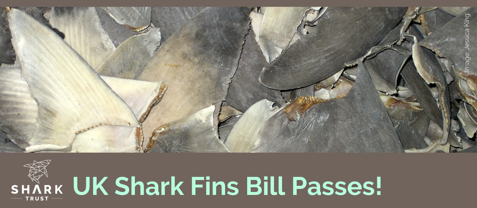 Lords send Shark Fins Bill for Royal Approval!