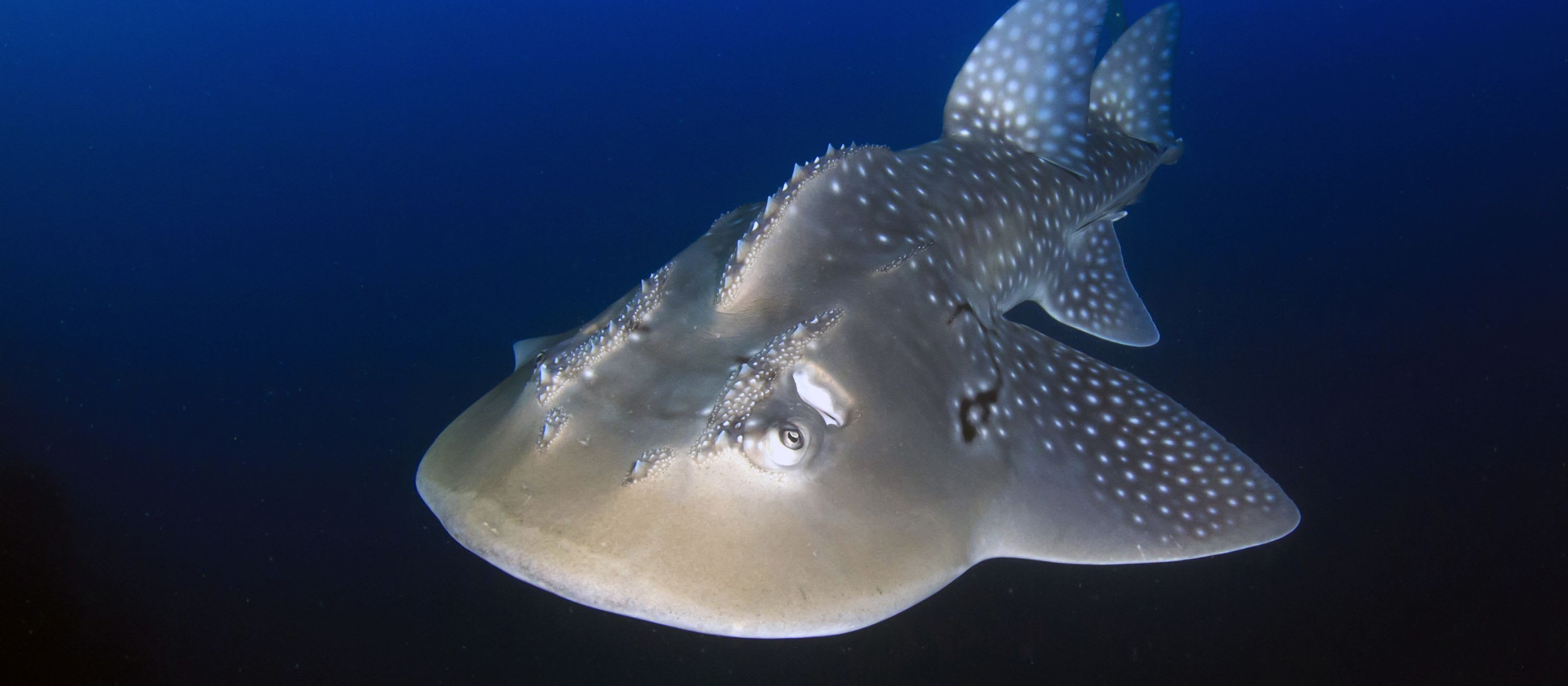 CREATURE FEATURE: Bowmouth Guitarfish