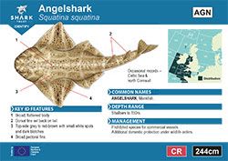Angelshark A6 Pocket Guide (pdf)