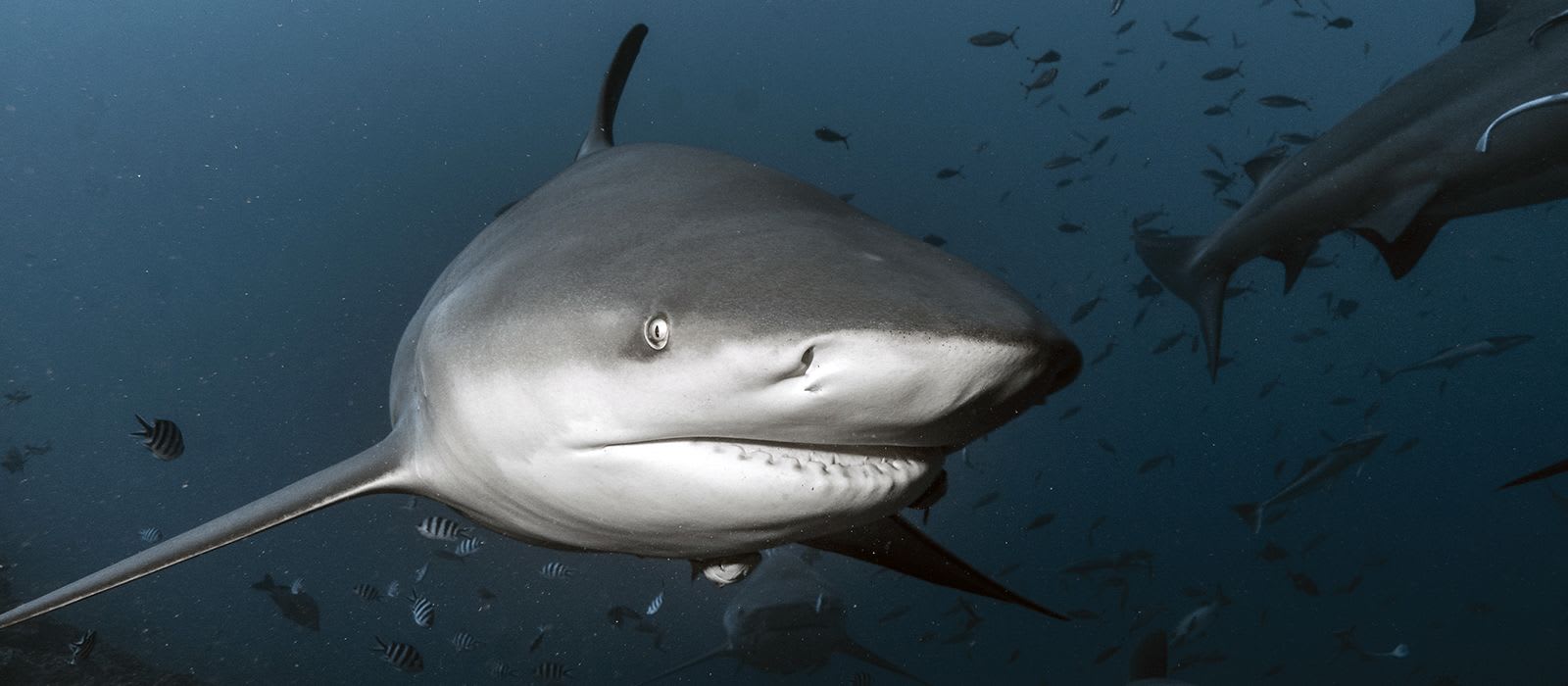Shark bites: the facts