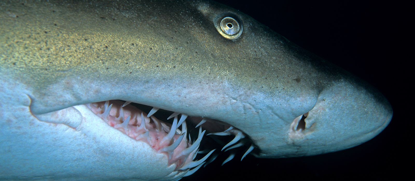 Stranded Shark at Lepe Beach, Solent. Shark Trust Statement