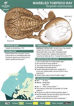 Marbled Torpedo Ray ID Guide (pdf)