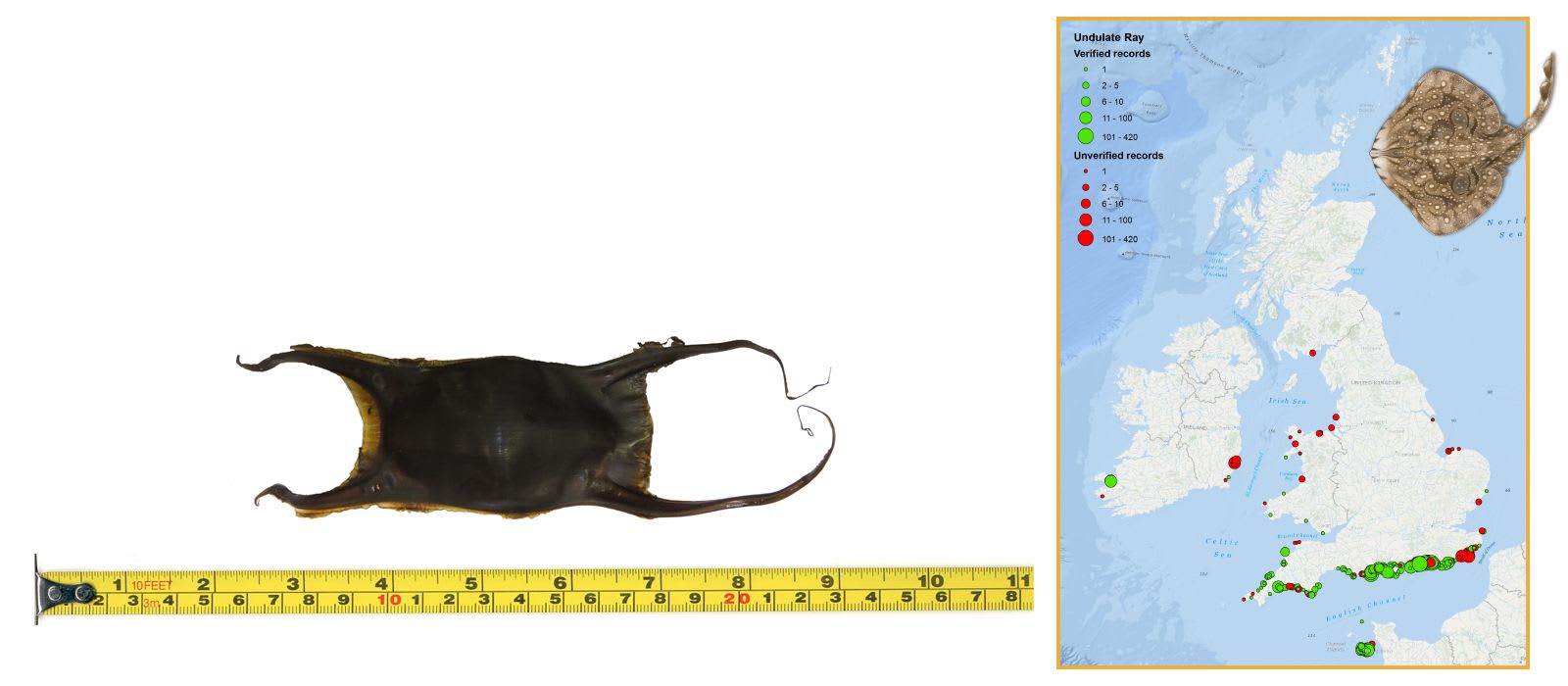 Undulate Ray Eggcase & Map