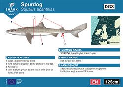 Spurdog Pocket Guide (pdf)