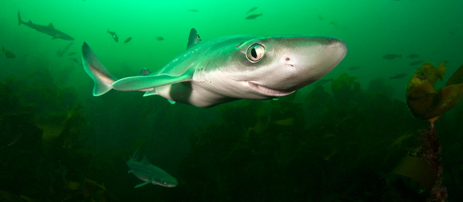 Male & Female Sharks