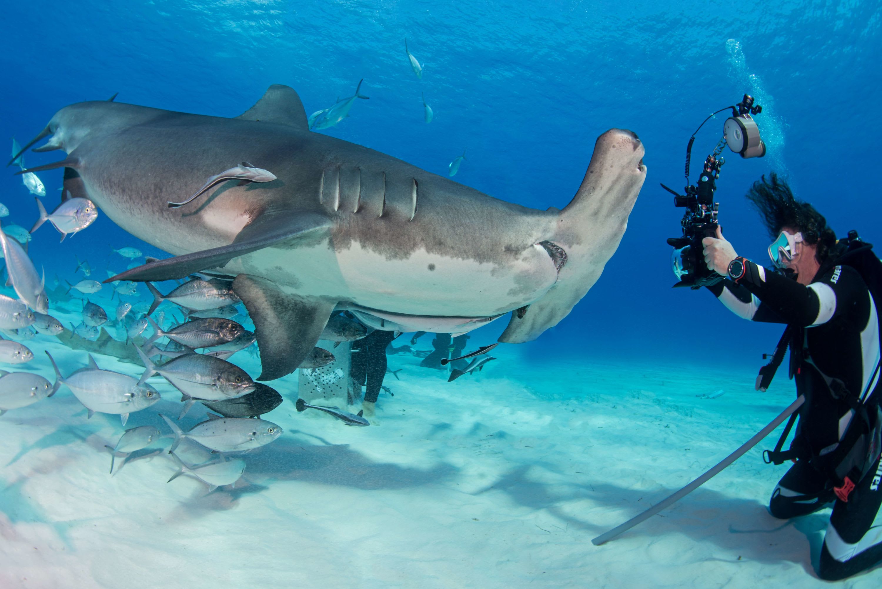 Shark Trust Photography Competition