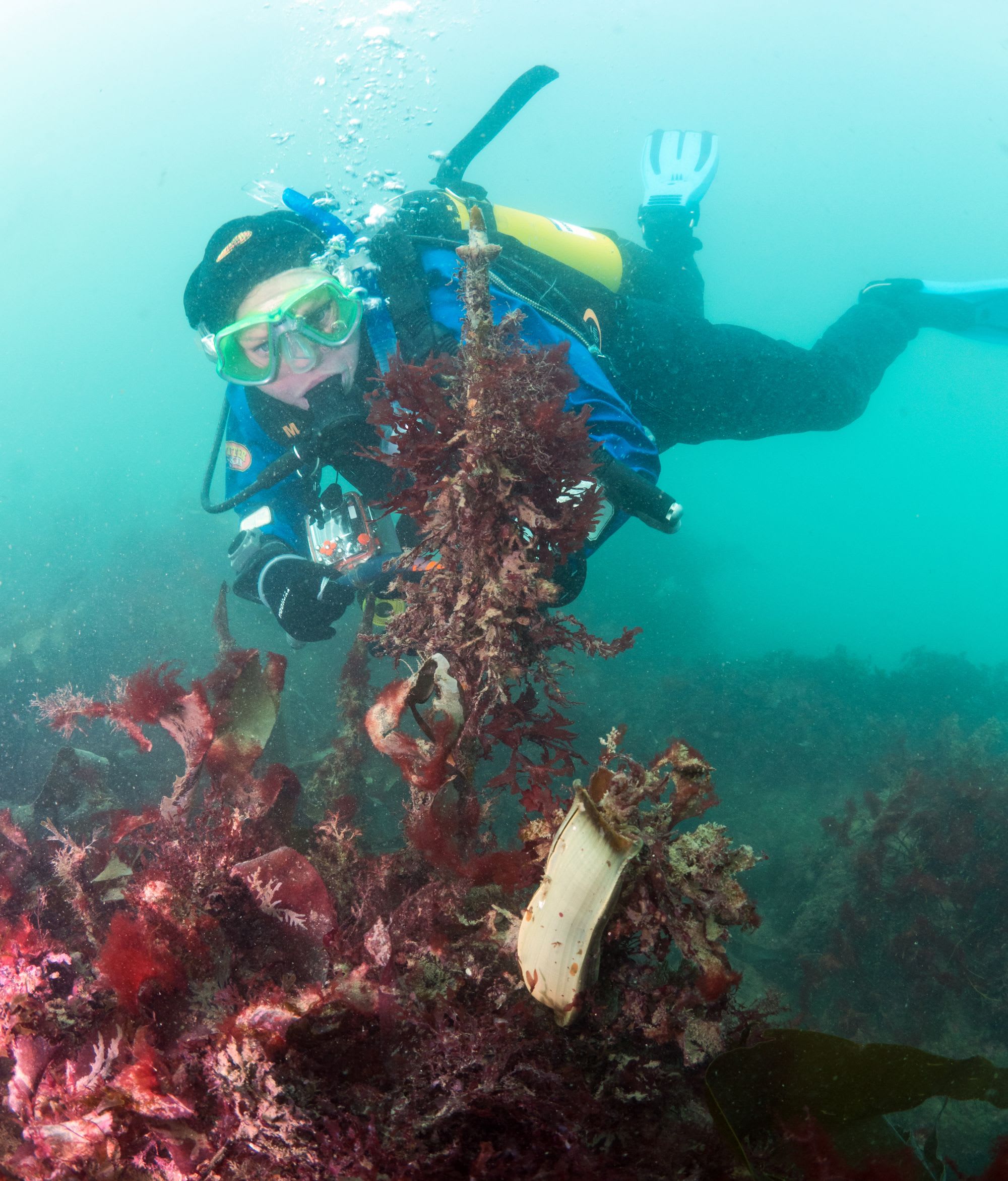 Diver and eggcase