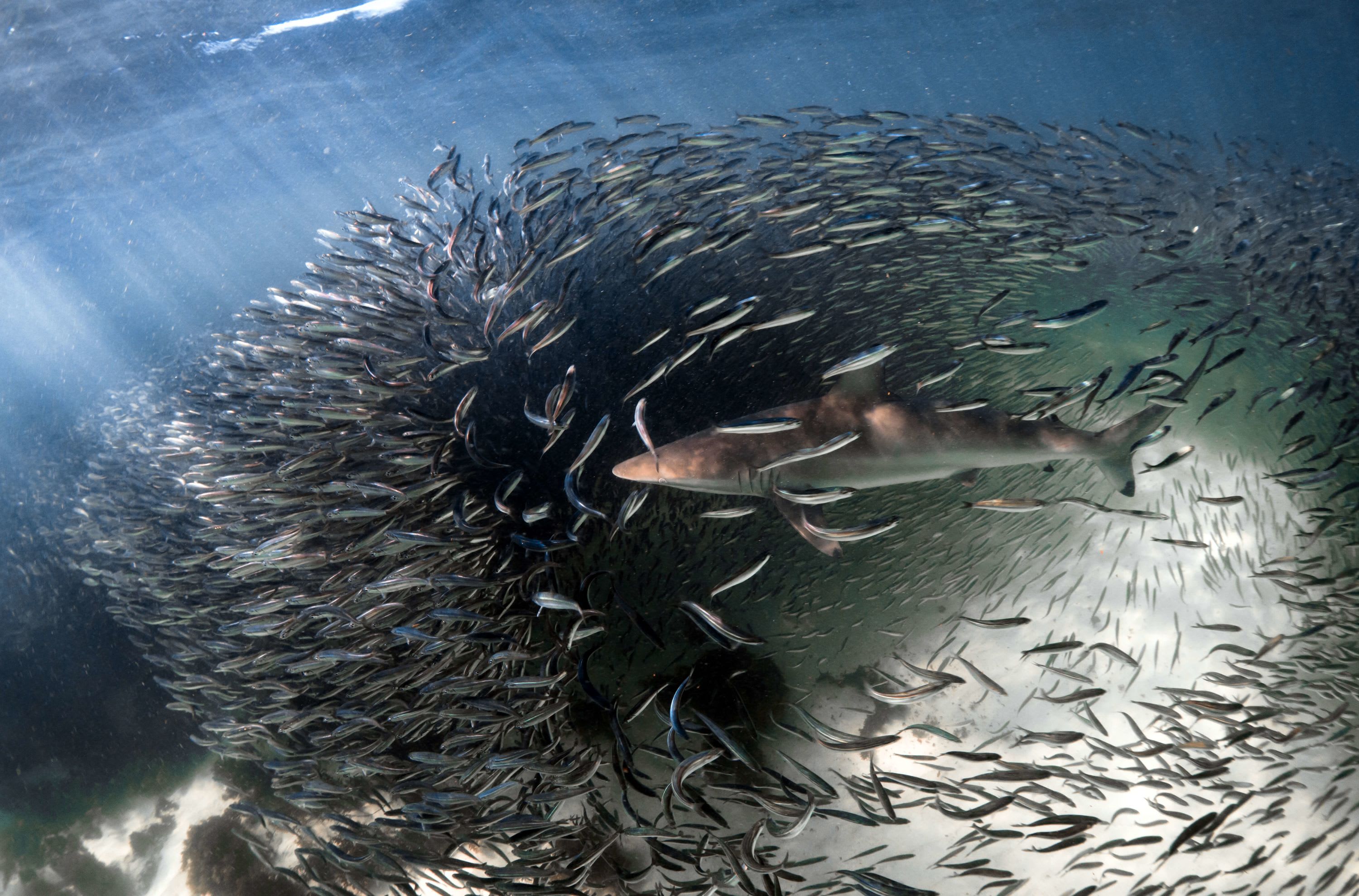 CREATURE FEATURE: THE SPINNER SHARK