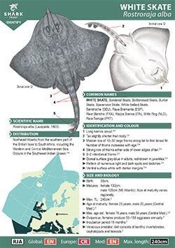 White Skate ID Guide (pdf)