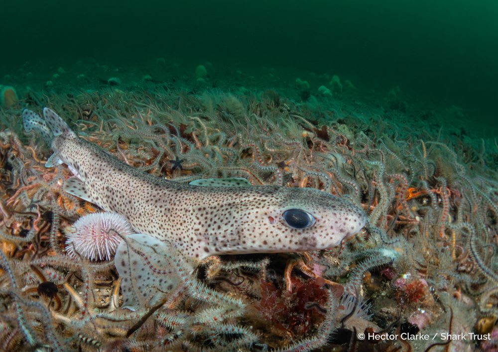 Shark Photographer of the Year 2025