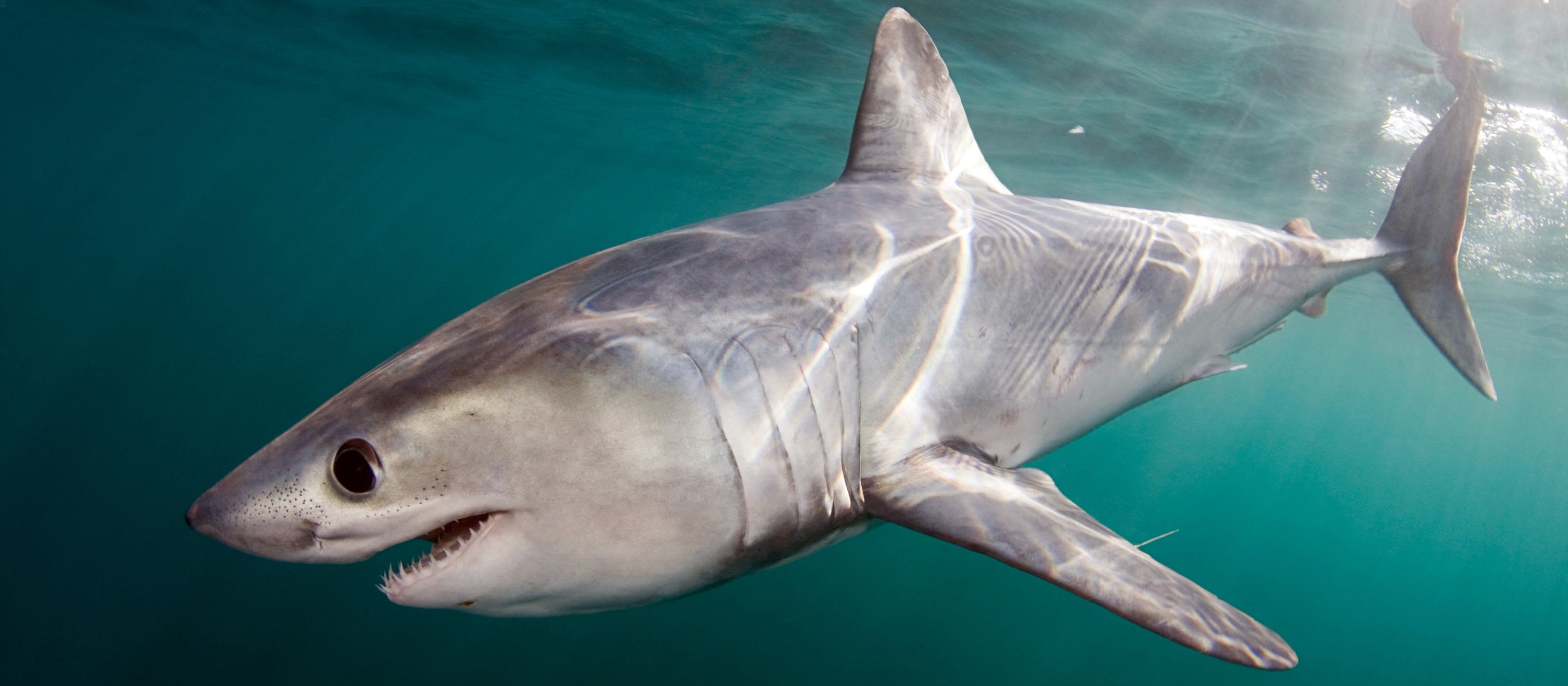 CREATURE FEATURE: Porbeagle