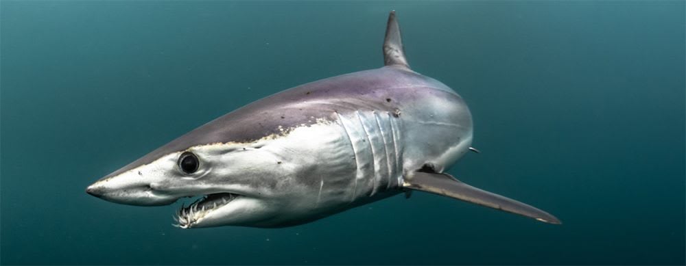 UK Shark Management Update