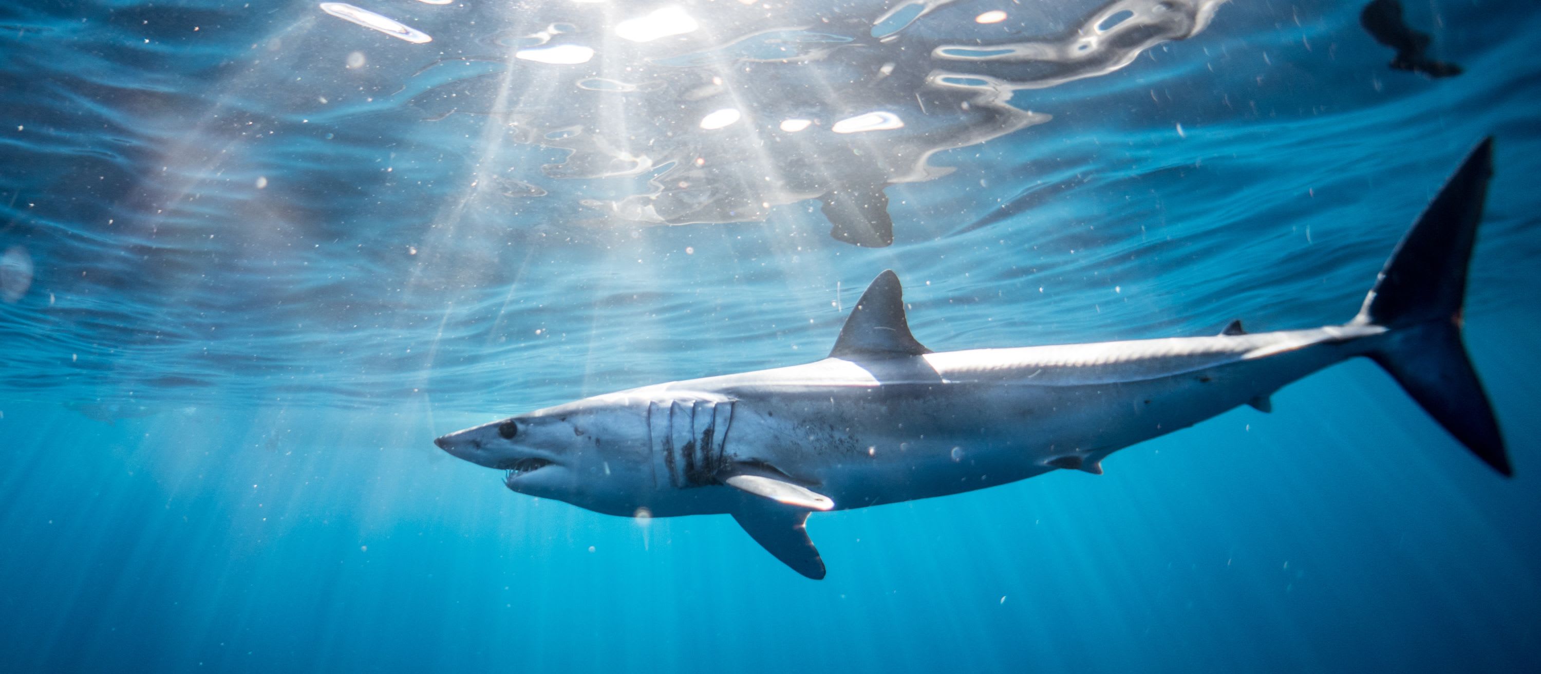 International Commission for the Conservation of Atlantic Tunas (ICCAT)